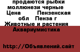 продаются рыбки моллюнези черные  › Цена ­ 30 - Пензенская обл., Пенза г. Животные и растения » Аквариумистика   